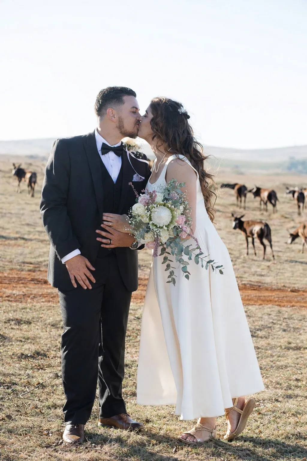 Bride and groom kissing in a dry field, her bouquet with a protea at her side, brown goats grazing behind them.